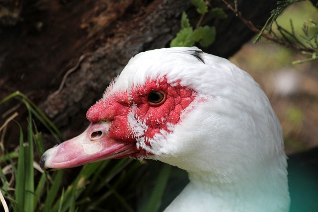 在足球商业 在足球商业