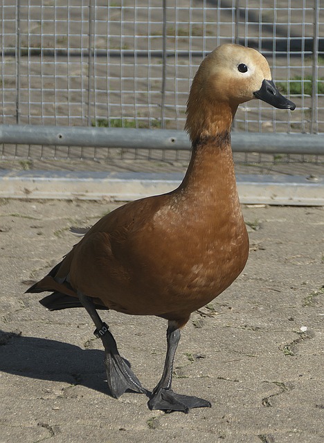 来源